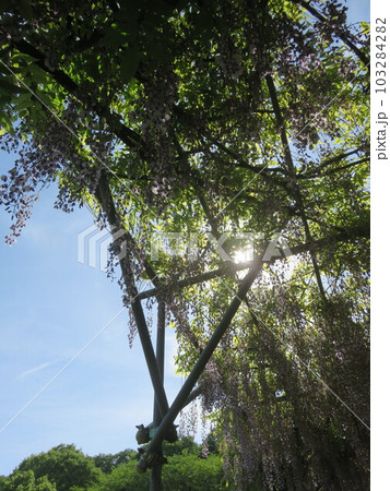 見上げた青空と藤棚に咲く紫色の藤の花 103284282