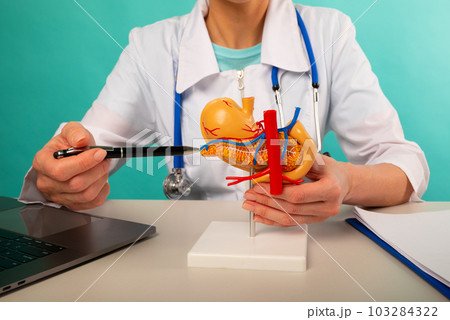 Doctor gynecologist showing pen on plastic model human pancreas closeup Doctor gynecologist showing pen on plastic model human pancreas closeup 103284322