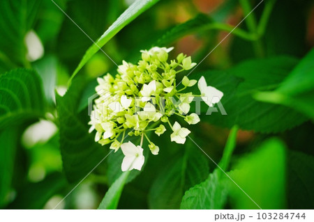 アジサイ つぼみ アジサイ つぼみ 103284744