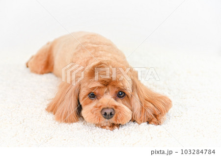 かわいい表情をしたミックス犬(キャバプー) かわいい表情をしたミックス犬(キャバプー) 103284784
