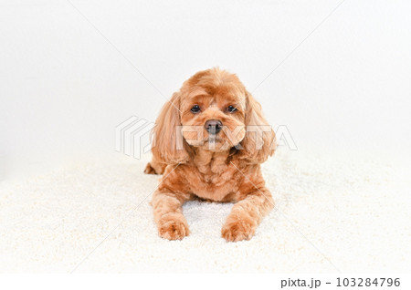かわいい表情をしたミックス犬（キャバプー） 103284796