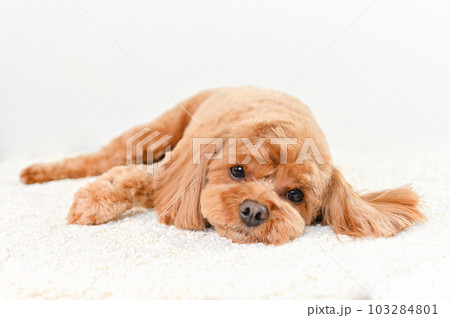 かわいい表情をしたミックス犬（キャバプー） 103284801