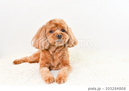 かわいい表情をしたミックス犬（キャバプー） 103284808
