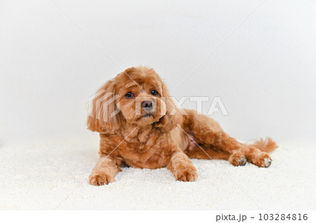 かわいい表情をしたミックス犬（キャバプー） 103284816