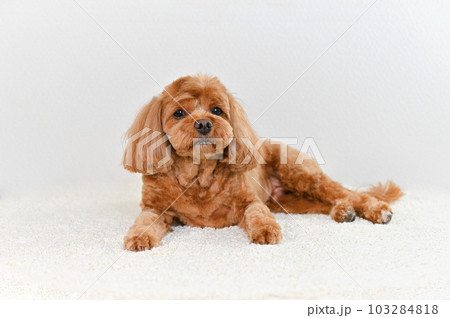 かわいい表情をしたミックス犬（キャバプー） 103284818