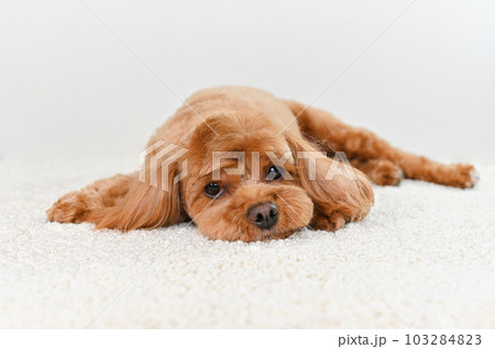 かわいい表情をしたミックス犬（キャバプー） 103284823