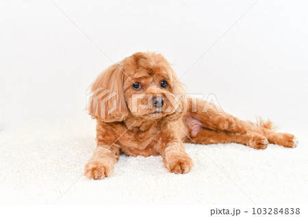 かわいい表情をしたミックス犬（キャバプー） 103284838
