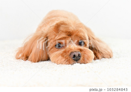 かわいい表情をしたミックス犬（キャバプー） 103284843