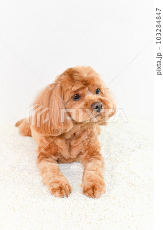 かわいい表情をしたミックス犬(キャバプー) かわいい表情をしたミックス犬(キャバプー) 103284847
