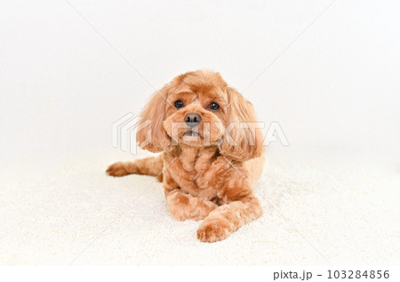 かわいい表情をしたミックス犬（キャバプー） 103284856