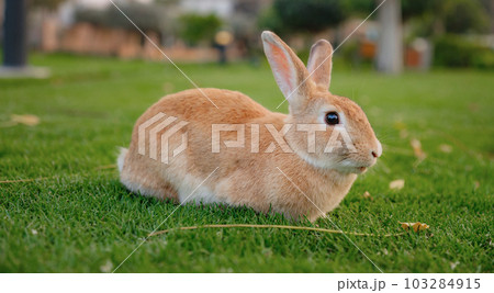 Cute red rabbit on green grass with natural bokeh Cute red rabbit on green grass with natural bokeh 103284915