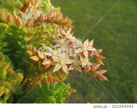 多肉植物セダムの白い花 103284943