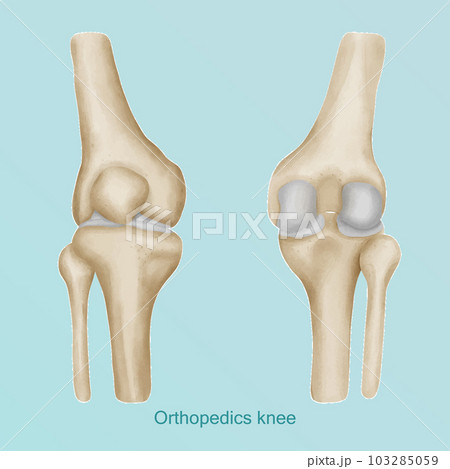Orthopedics of knee anatomy ap and lateral view. Orthopedics of knee anatomy ap and lateral view. 103285059