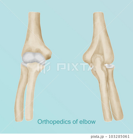 Orthopedics of elbow anatomy in watercolor style. 103285061