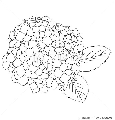 あじさいの白黒線画イラスト素材 103285629