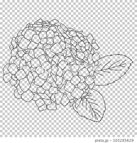 あじさいの白黒線画イラスト素材 103285629