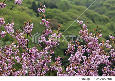 八重桜 103285706