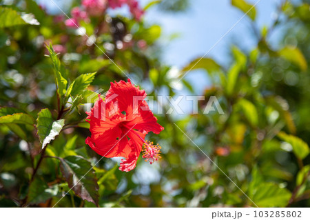 南国のハイビスカス 103285802