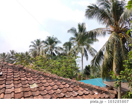 View of the village with its village houses and some coconut trees around the house View of the village with its village houses and some coconut trees around the house 103285807