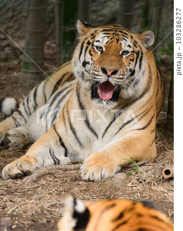 竹林のアムールトラの母と子 103286277