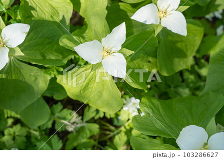 オオバナノエンレイソウ（大花延齢草） 北海道 103286627