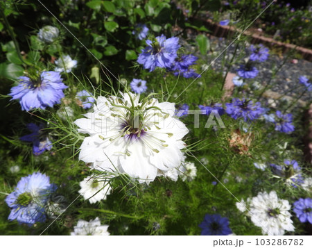 クロタネソウ属に分類される一年草「ニゲラ」 103286782