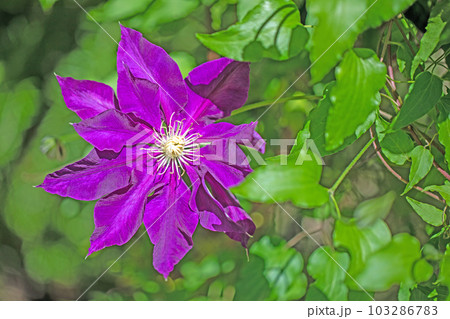 家の周りの草花　四季の色々　赤紫色大輪　春の光に輝く　テツセン 103286783