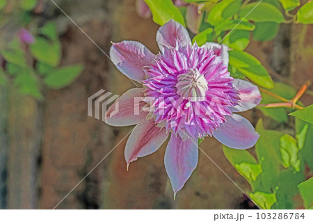 家の周りの草花　四季の色々　赤紫色大輪　春の光に輝く　テツセン 103286784