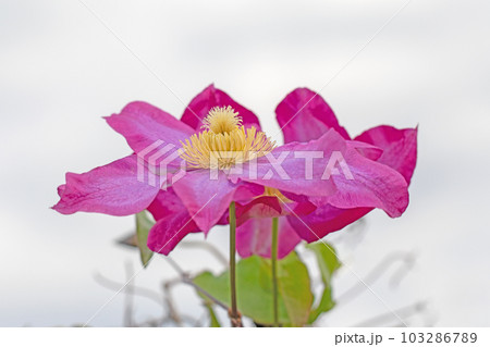 家の周りの草花 四季の色々 赤紫色大輪 春の光に輝く テツセン 家の周りの草花 四季の色々 赤紫色大輪 春の光に輝く テツセン 103286789