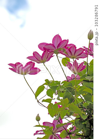 家の周りの草花 四季の色々 赤紫色大輪 春の光に輝く テツセン 家の周りの草花 四季の色々 赤紫色大輪 春の光に輝く テツセン 103286791