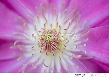 家の周りの草花 四季の色々 赤紫色大輪 春の光に輝く テツセン 家の周りの草花 四季の色々 赤紫色大輪 春の光に輝く テツセン 103286800