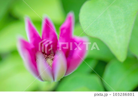 家の周りの草花　四季の色々　赤紫色大輪　春の光に輝く　テツセン 103286801