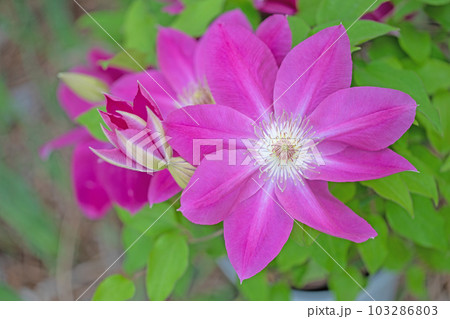 家の周りの草花　四季の色々　赤紫色大輪　春の光に輝く　テツセン 103286803