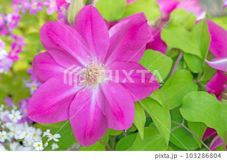 家の周りの草花　四季の色々　赤紫色大輪　春の光に輝く　テツセン 103286804