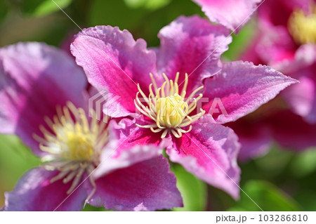 家の周りの草花 四季の色々 赤紫色大輪 春の光に輝く テツセン 家の周りの草花 四季の色々 赤紫色大輪 春の光に輝く テツセン 103286810
