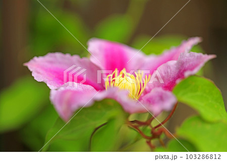 家の周りの草花 四季の色々 赤紫色大輪 春の光に輝く テツセン 家の周りの草花 四季の色々 赤紫色大輪 春の光に輝く テツセン 103286812