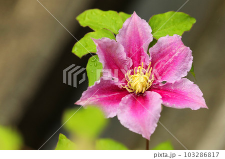 家の周りの草花 四季の色々 赤紫色大輪 春の光に輝く テツセン 家の周りの草花 四季の色々 赤紫色大輪 春の光に輝く テツセン 103286817
