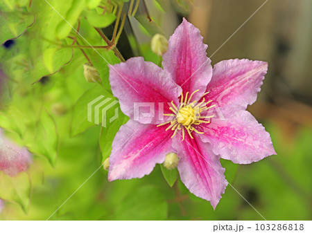 家の周りの草花　四季の色々　赤紫色大輪　春の光に輝く　テツセン 103286818