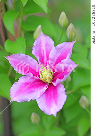 家の周りの草花　四季の色々　赤紫色大輪　春の光に輝く　テツセン 103286819