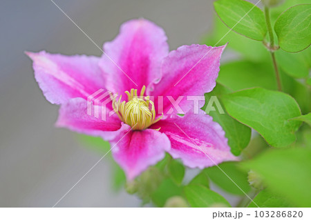 家の周りの草花 四季の色々 赤紫色大輪 春の光に輝く テツセン 家の周りの草花 四季の色々 赤紫色大輪 春の光に輝く テツセン 103286820