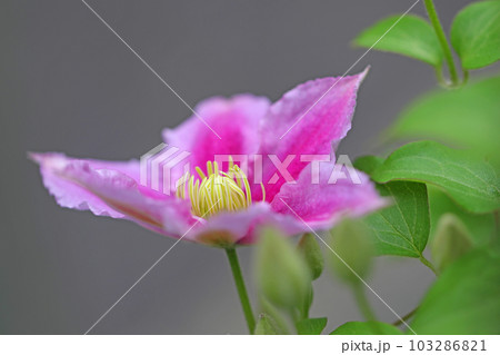 家の周りの草花 四季の色々 赤紫色大輪 春の光に輝く テツセン 家の周りの草花 四季の色々 赤紫色大輪 春の光に輝く テツセン 103286821