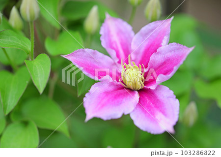 家の周りの草花 四季の色々 赤紫色大輪 春の光に輝く テツセン 家の周りの草花 四季の色々 赤紫色大輪 春の光に輝く テツセン 103286822