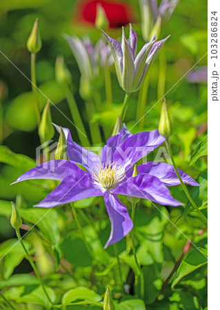 家の周りの草花 四季の色々 紫色大輪 春の光に輝く テツセン 家の周りの草花 四季の色々 紫色大輪 春の光に輝く テツセン 103286824
