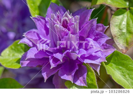 家の周りの草花 四季の色々 紫色大輪 春の光に輝く テツセン 家の周りの草花 四季の色々 紫色大輪 春の光に輝く テツセン 103286826