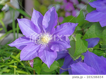 家の周りの草花　四季の色々　紫色大輪　春の光に輝く　テツセン 103286834