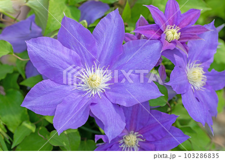 家の周りの草花　四季の色々　紫色大輪　春の光に輝く　テツセン 103286835