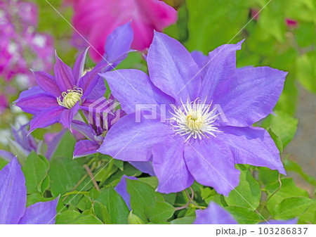 家の周りの草花　四季の色々　紫色大輪　春の光に輝く　テツセン 103286837