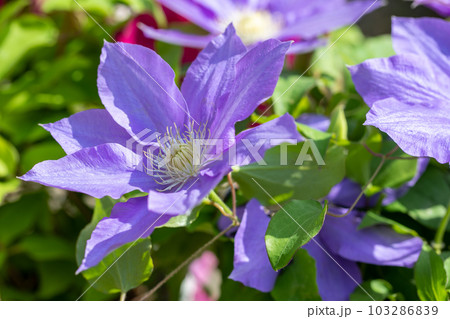 家の周りの草花 四季の色々 紫色大輪 春の光に輝く テツセン 家の周りの草花 四季の色々 紫色大輪 春の光に輝く テツセン 103286839