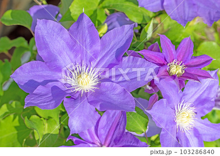 家の周りの草花　四季の色々　紫色大輪　春の光に輝く　テツセン 103286840