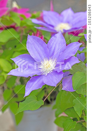 家の周りの草花 四季の色々 紫色大輪 春の光に輝く テツセン 家の周りの草花 四季の色々 紫色大輪 春の光に輝く テツセン 103286843